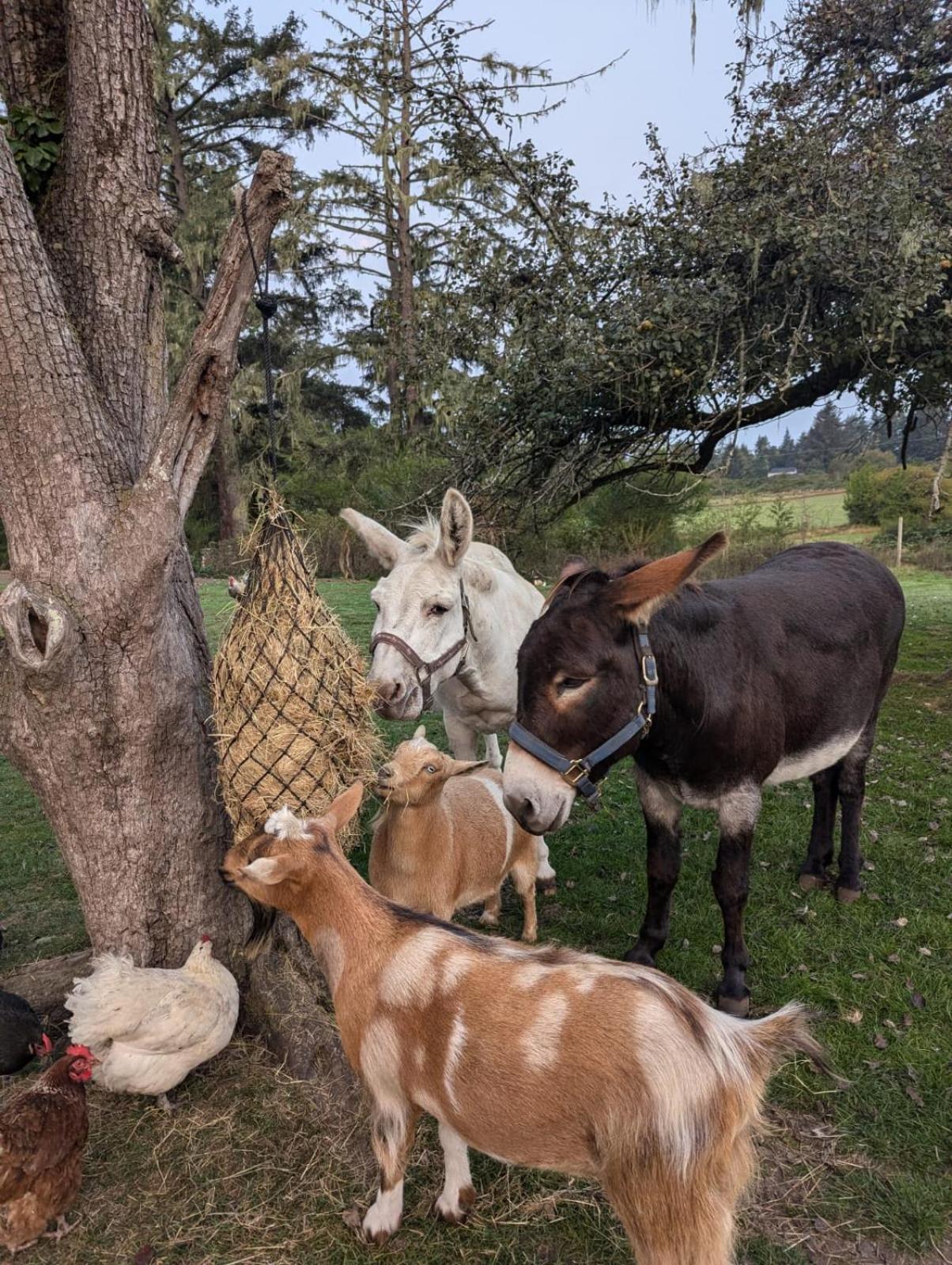 سووك Woodside Farm Country Inn المظهر الخارجي الصورة